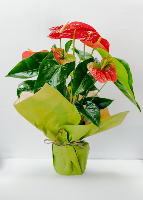 Anthurium rossa piccola