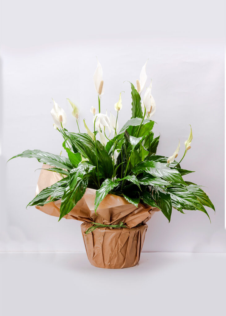 Spathiphyllum