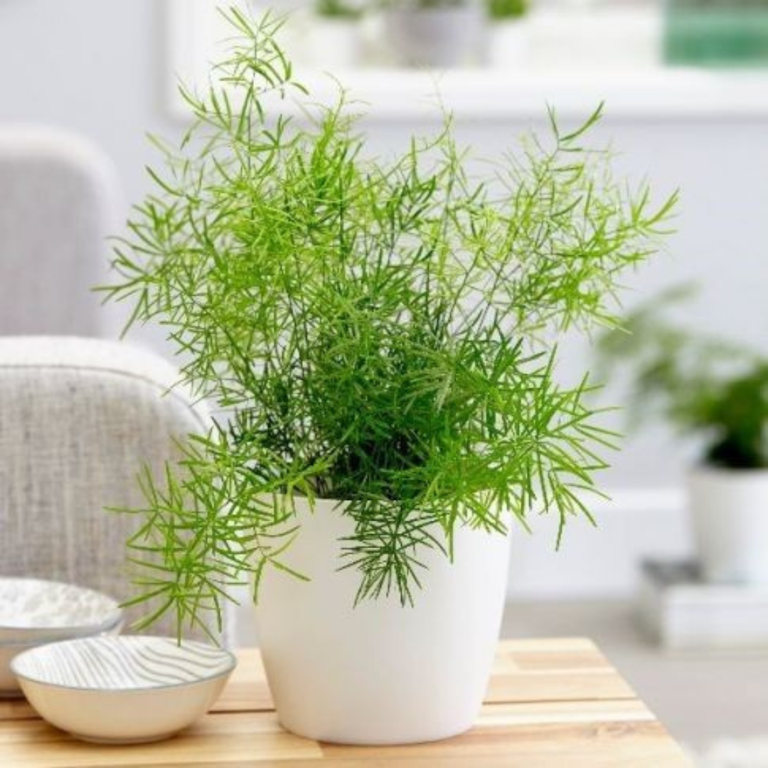 asparagus basket