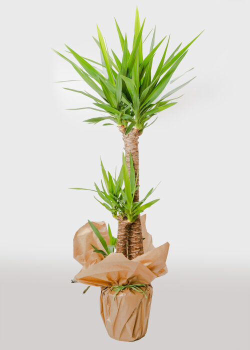 Yucca