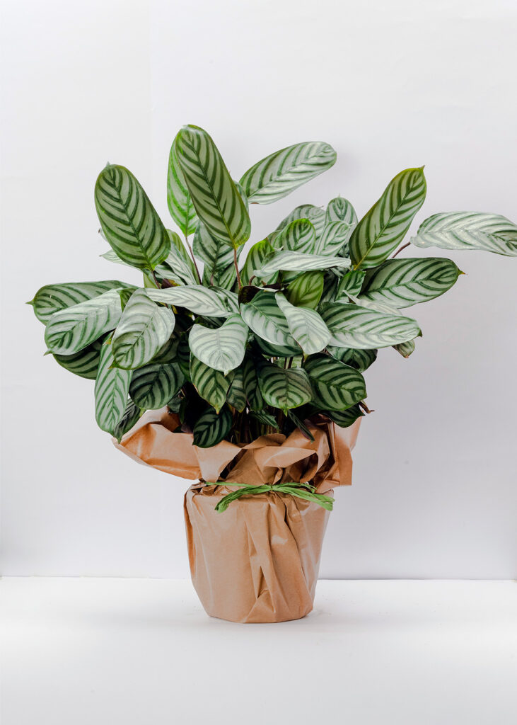 Calathea Setosa