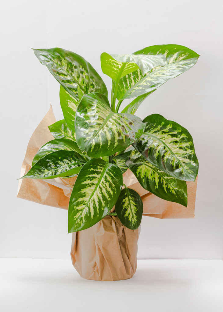 Dieffenbachia