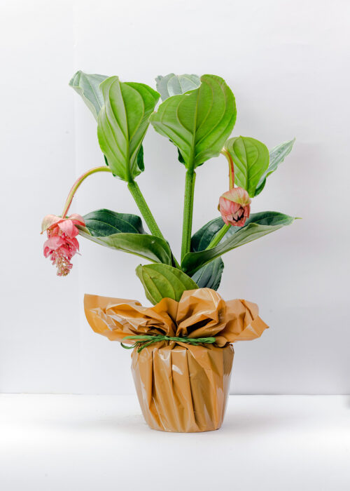 Medinilla magnifica